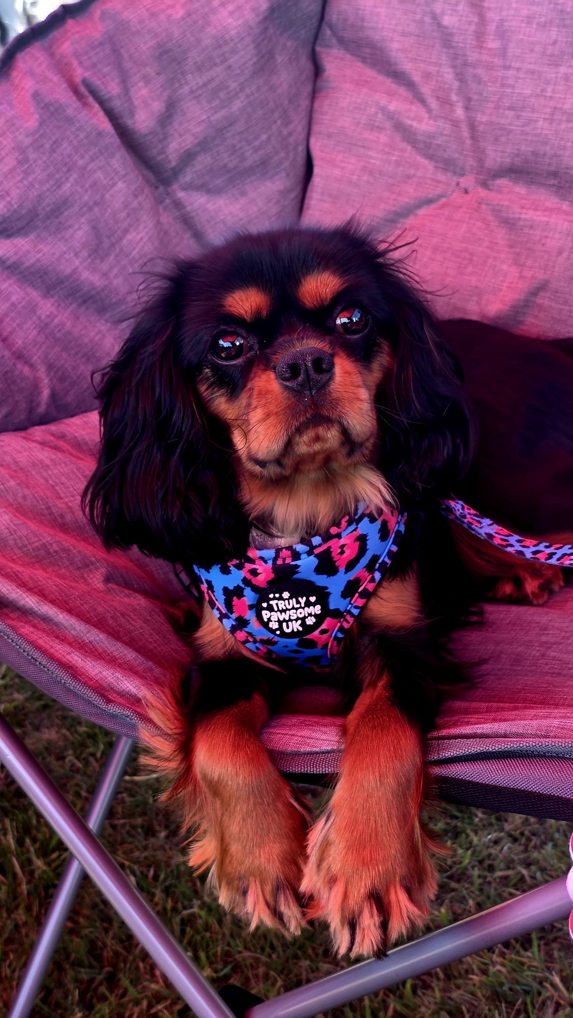 Wild Walker Harness